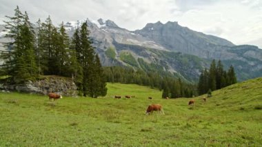 Zaman aşımına uğramış inekler alp çayırlarında otluyor. İsviçre Alplerinde bir tarlada inekler. Kandertal, Kandersteg. Bernese Oberland. Canton Bern. İsviçre. 