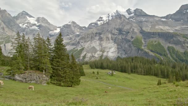 Krowy Wypasają Się Alpejskiej Łące Krowy Polu Alpach Szwajcarskich Kandertal — Wideo stockowe