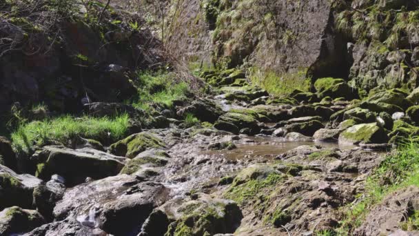 Die Mit Moos Und Gras Bedeckten Steine Herum Fließt Wasser — Stockvideo