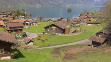 Gölün yakınındaki köyde otlayan ineklerin zamanı. Iseltwald, Brienz Gölü, Bern Kantonu, İsviçre.