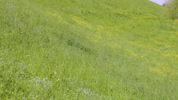 Naturlig Äng Gräs Svajade Vind Blåsa — Stockvideo