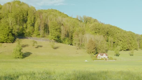 Moutons Timelapse Pâturant Sur Une Prairie Verte Dans Les Alpes — Video