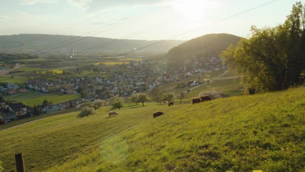 Sonnenuntergang Hügeln Büffel Weidet Gras Weiningen Kanton Zürich Schweiz — Stockvideo