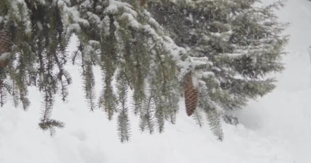 Nieve Cayendo Copos Nieve Invierno Ramas Abeto Cubiertas Nieve Primer — Vídeos de Stock