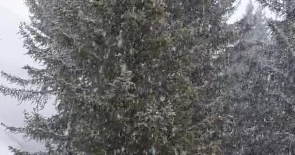 Sneeuw Valt Sneeuwvlokken Winter Fir Boomtakken Bedekt Met Sneeuw Slow — Stockvideo