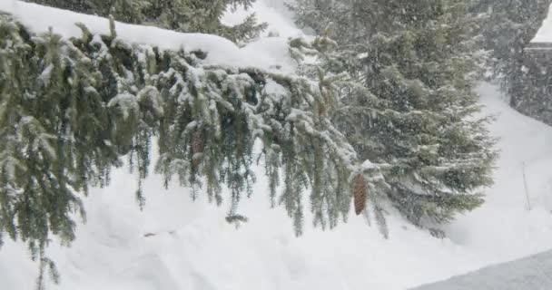 下雪了冬天的雪花 被雪覆盖的冷杉树枝 慢动作闭锁 — 图库视频影像