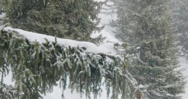 下雪了冬天的雪花 被雪覆盖的冷杉树枝 慢动作闭锁 — 图库视频影像