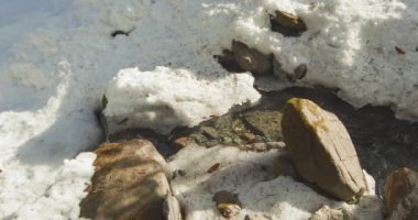 Dağlardaki küçük dereler, eriyen karlar. Ormandan geçen temiz su dağı deresi.