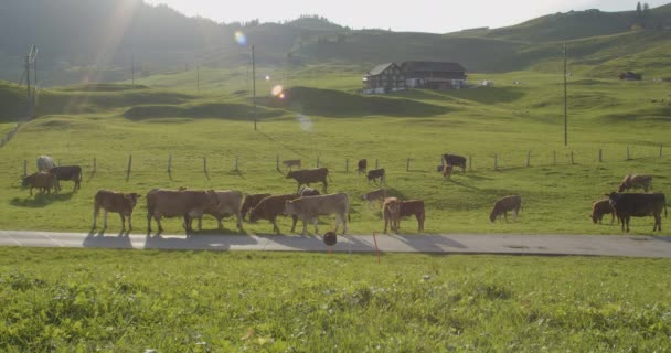 Αγελάδες Βόσκουν Αλπικό Λιβάδι Αγελάδες Ένα Χωράφι Στις Ελβετικές Άλπεις — Αρχείο Βίντεο
