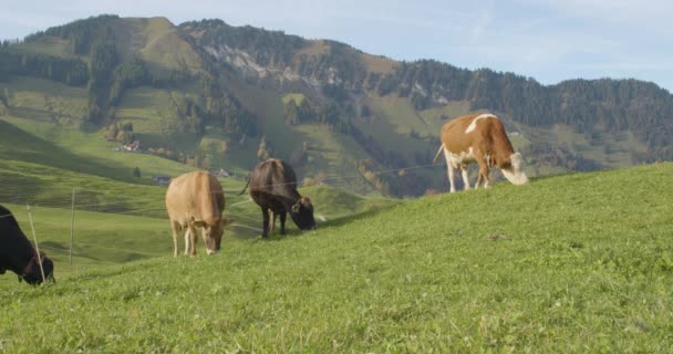 Vacas Pastando Prado Alpino Vacas Campo Los Alpes Suizos — Vídeos de Stock