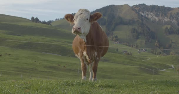 Vacas Pastando Prado Alpino Vacas Campo Los Alpes Suizos — Vídeos de Stock