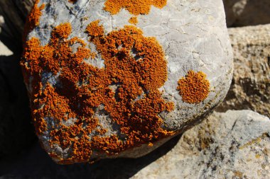 Dağlarda bir kayanın üzerinde portakal lekeleri (lichens). Bjelasnica Dağı, Bosna-Hersek.
