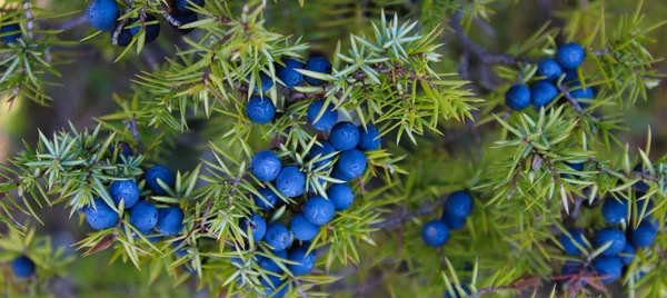 Juniperus Communis Fruta Bandera Muchas Bayas Maduras Enebro Azul Marino — Foto de Stock