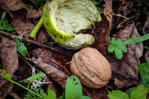 成熟したクルミの木の閉じると 乾燥した葉の中で 地面の緑の殻からノックアウトした ザビドヴィチ ボスニア ヘルツェゴビナ — ストック写真