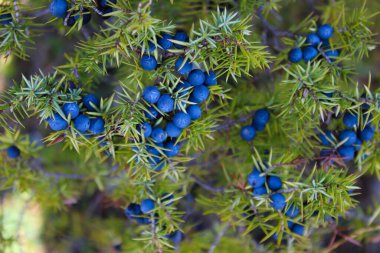 Olgun lacivert ardıç dutlarını yeşil iğnelerin arasına sıkıştırın. Juniperus Communis meyvesi. Bjelasnica Dağı, Bosna-Hersek.