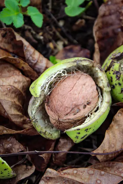 Vertical Shot Photograph Walnut Cracked Green Shell Walnuts Dry Leaves — Stock Photo, Image