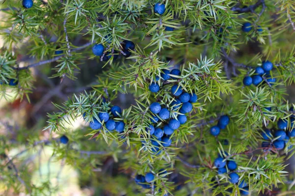 Spousta Zralých Jalovcových Jalovcových Bobulí Větvi Mezi Zelenými Jehlicemi Juniperus — Stock fotografie