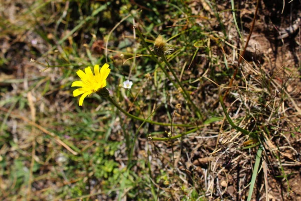 Κίτρινο Λουλούδι Στο Γρασίδι Φθινόπωρο Bjelasnica Mountain Βοσνία Ερζεγοβίνη — Φωτογραφία Αρχείου