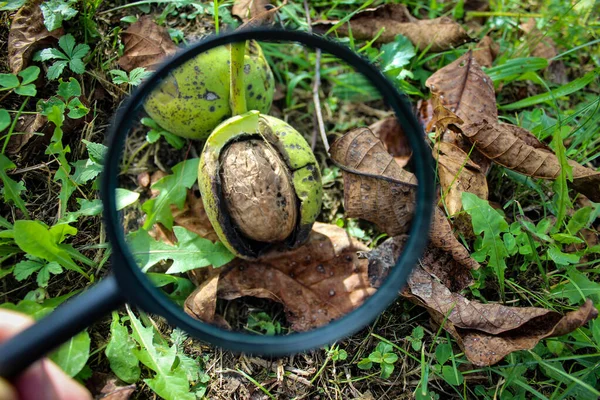 地面にあるクルミの殻の中のクルミの果実は虫眼鏡を通して拡大されます ザビドヴィチ ボスニア ヘルツェゴビナ — ストック写真