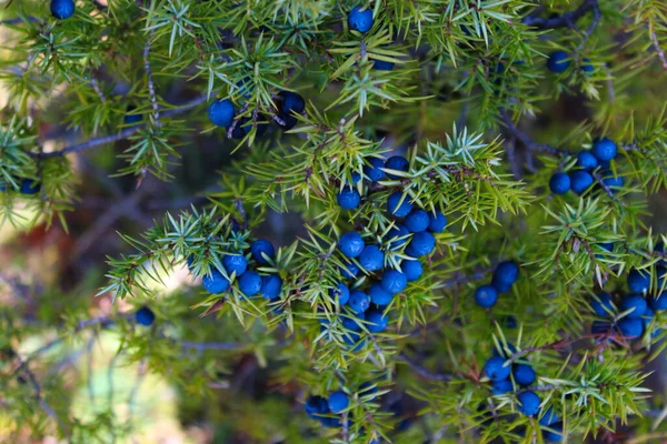 Spousta Zralých Jalovcových Bobulí Větvi Mezi Zelenými Jehlicemi Juniperus Communis — Stock fotografie