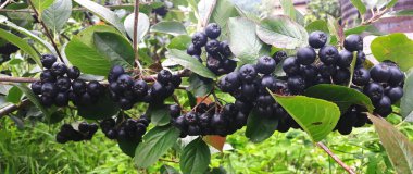 Çalı üzerinde Aronia böğürtlen dalı. Boğaz üzümleri. Pankart. Banner Branch Aronia Berry. Aronia çilekleri. Zavidovici, Bosna-Hersek.