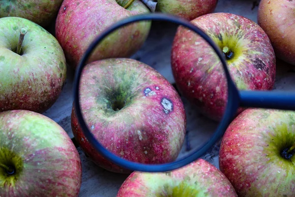 One apple magnified with a magnifying glass compared to the others in the crate where the other apples are stacked. Bitter pit is a disorder in apple fruits, now believed to be induced by calcium deficiency. Zavidovici, Bosnia and Herzegovina.