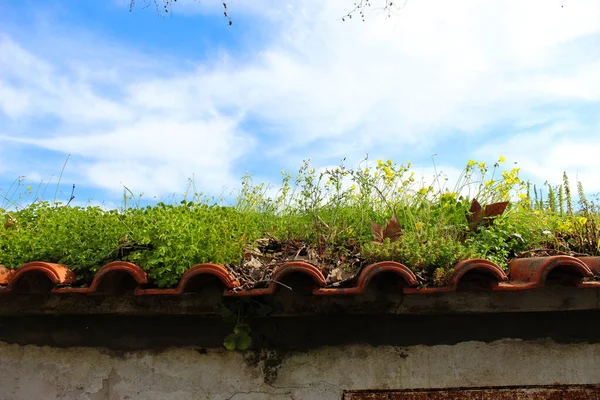 废弃建筑的屋顶长满了普通植物 满满一片片的植物和树叶的建筑物的被忽视的屋顶 — 图库照片