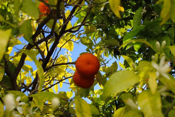 Dos Naranjas Enfocadas Medio Del Árbol Faro Portugal — Foto de Stock