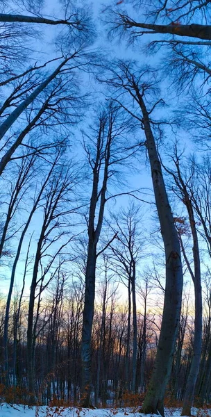 Panorama Floresta Inverno Panorama Árvores Floresta Inverno Quando Árvores Estão — Fotografia de Stock