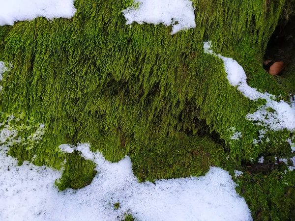 Grünes Moos Wald Neben Den Bäumen Schnee Liegt Winter Zavidovici — Stockfoto