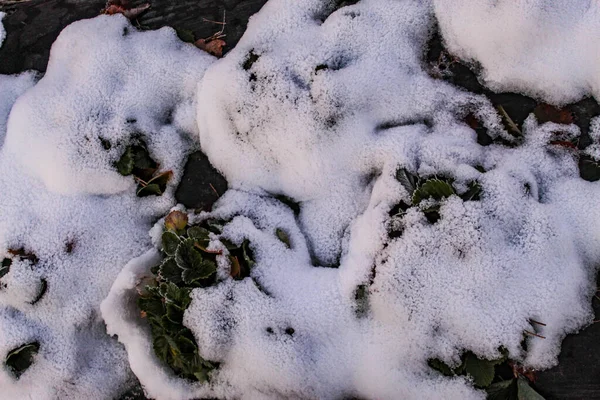 Neve Caiu Plantas Morango Uma Planta Morango Coberta Neve Algumas — Fotografia de Stock