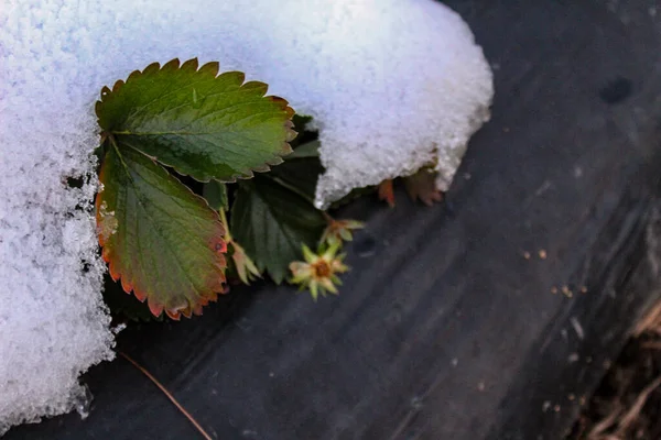 Una Planta Fresa Con Hojas Una Flor Bajo Nieve Nieve —  Fotos de Stock