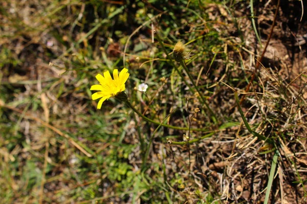 Κίτρινο Λουλούδι Ημι Ξηρό Γρασίδι Φθινόπωρο Bjelasnica Mountain Βοσνία Ερζεγοβίνη — Φωτογραφία Αρχείου