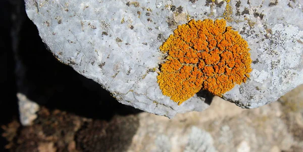 Orange Spots Lichens Rock Mountains Bjelasnica Bosnia Herzegovina — 스톡 사진
