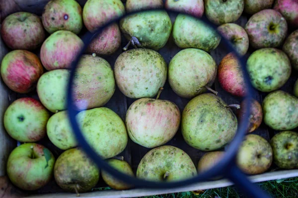 Apples Wooden Crate Magnified Magnifying Glass Homegrown Apples Fall — Stock Photo, Image