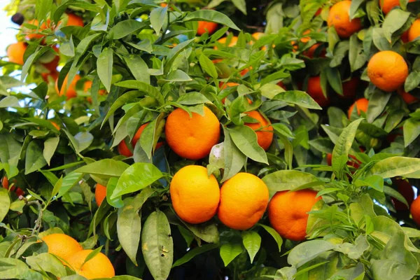 Mandarinenfrüchte Zwischen Grünen Blättern Reife Mandarinenfrüchte Faro Portugal — Stockfoto