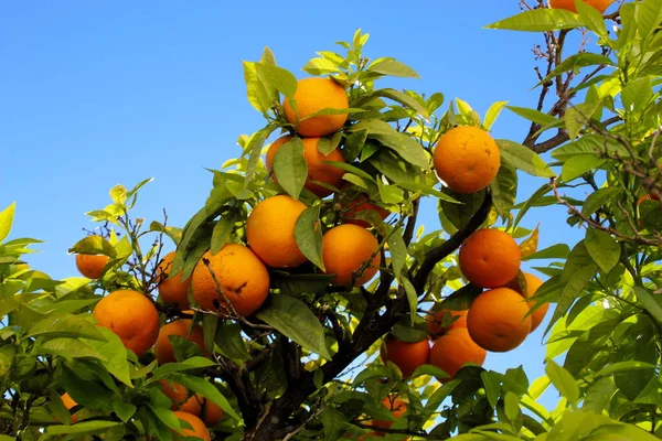 Eine Gruppe Großer Reifer Orangen Einem Zweig Der Himmel Hintergrund — Stockfoto