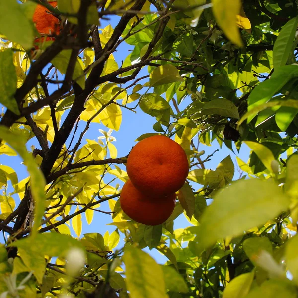 Two Oranges Tree Canopy Oranges Have Branches Which Leaves Flowers — Stock Photo, Image