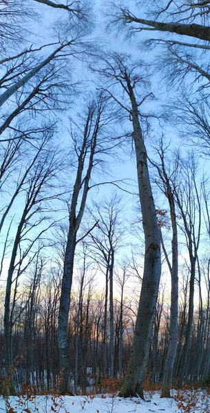Panorama Floresta Inverno Panorama Árvores Floresta Inverno Quando Árvores Estão — Fotografia de Stock