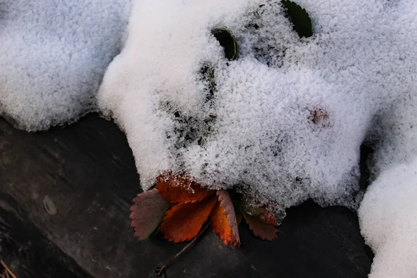 Folhas Morango Secas Sob Neve Morangos Cobertos Neve Que São — Fotografia de Stock