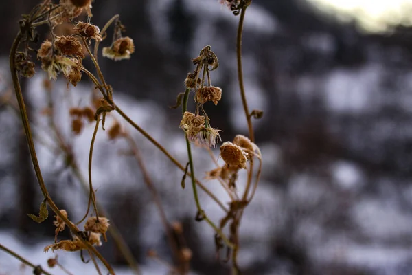 Gedroogde Madeliefplant Winter Droge Madeliefjes Boven Sneeuw Winter Zavidovici Bosnië — Stockfoto