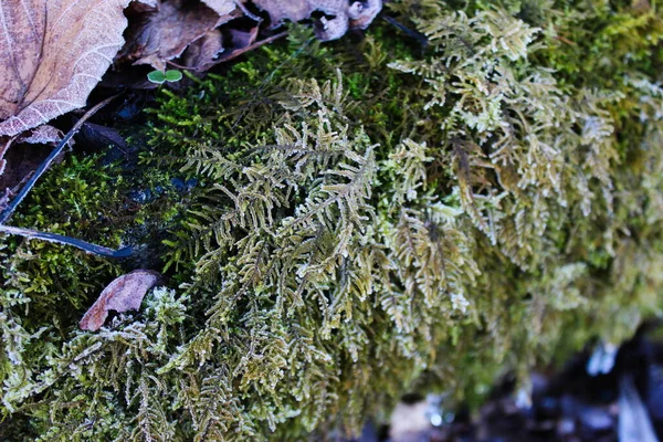 Frost Auf Trockenen Blättern Und Grünem Moos Frost Auf Dem — Stockfoto