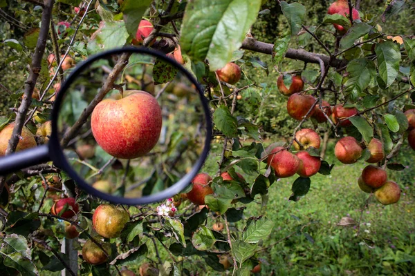 One apple in the left corner of the picture enlarged, and in the right part of the photo more apples on a branch. Research photo. News photo. Zavidovici, Bosnia and Herzegovina.