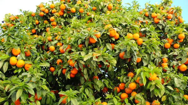 Bandera Naranjas Arbóreas Mandarinas Donde Hay Muchas Hojas Mucha Fruta — Foto de Stock