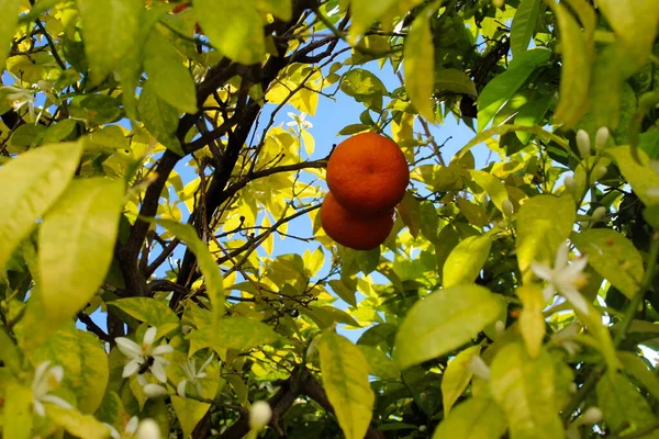 Két Narancs Egy Lombkoronában Narancs Körül Vannak Ágak Melyeken Levelek — Stock Fotó