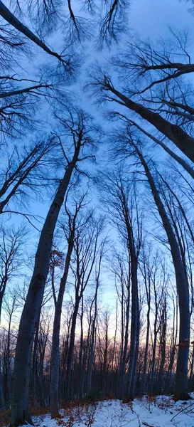 Panorama Floresta Imagem Toda Árvore Árvores Altas — Fotografia de Stock