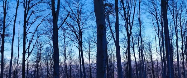 Πανόραμα Του Δάσους Χειμώνα Πανόραμα Των Δέντρων Στο Δάσος Χειμώνα — Φωτογραφία Αρχείου