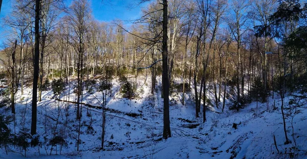 Панорама Лісу Взимку Панорама Дерев Лісі Взимку Коли Дерева Вільні — стокове фото