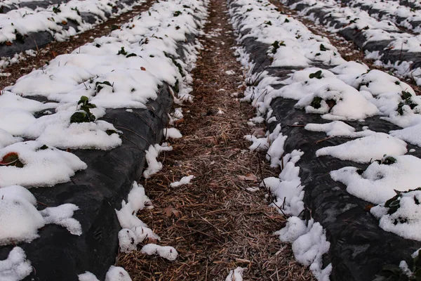 Snow fell on strawberry plants. Snow on the rows of strawberries covered with plastic black foil and between the inter-row space covered with straw. Zavidovici, Bosnia and Herzegovina.