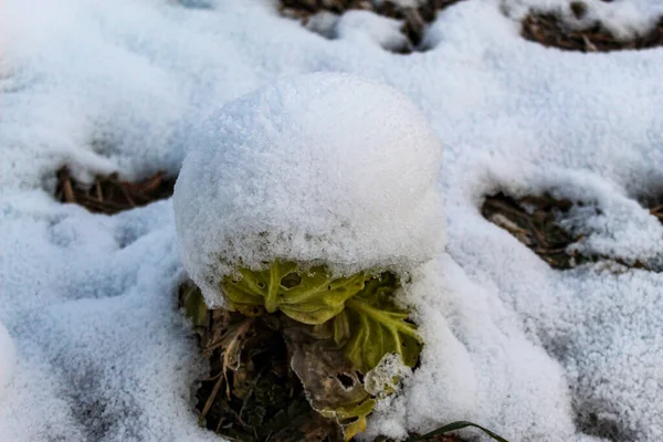 雪の下のキャベツ 雪の下でキャベツの頭 ザビドヴィチ ボスニア ヘルツェゴビナ — ストック写真